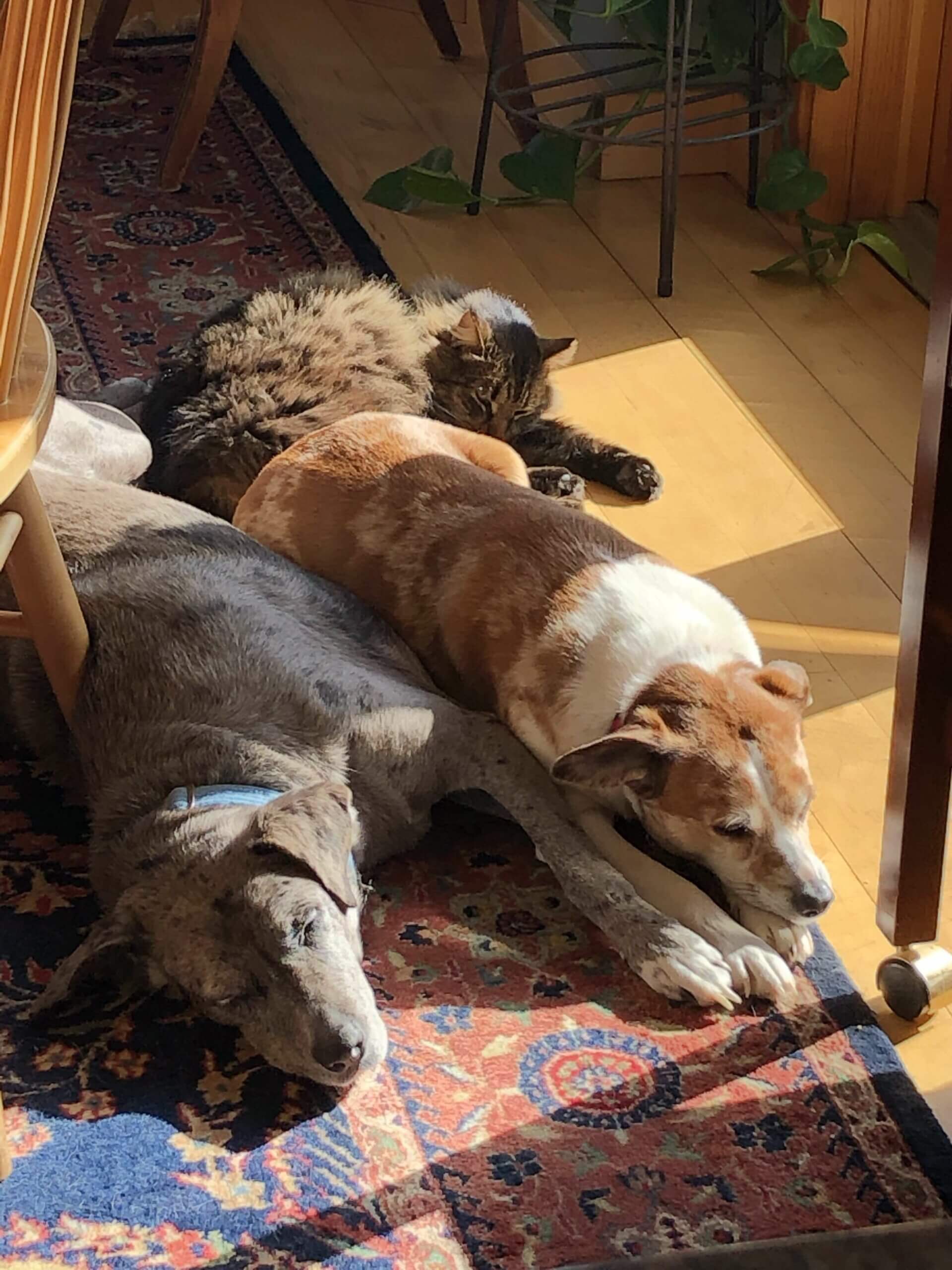 Photo: Two dogs and a cat lie together on a carpeted floor runner.