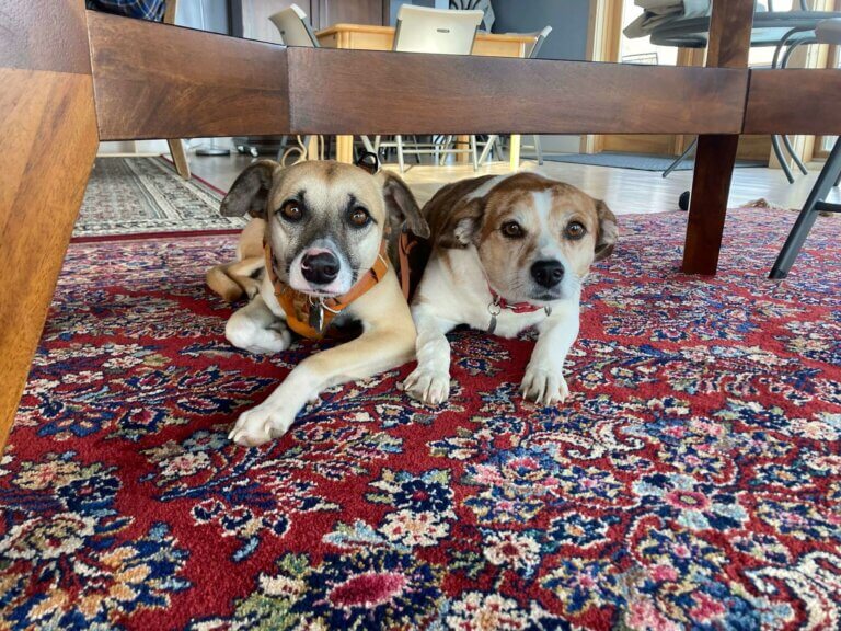 Photo: Two medium-sized beige and white dogs lay side by side under a table.