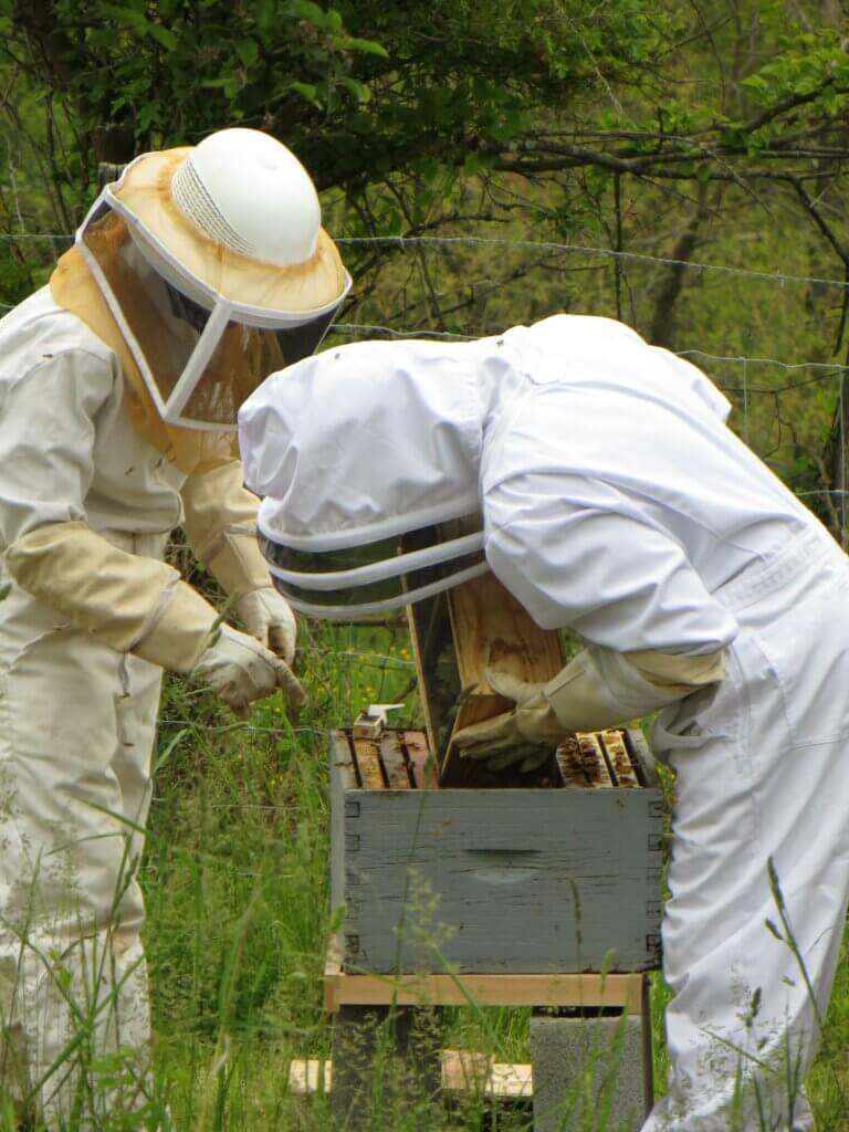 Photo: Two people in beekeeper gear holding a frame up above its beehive box.