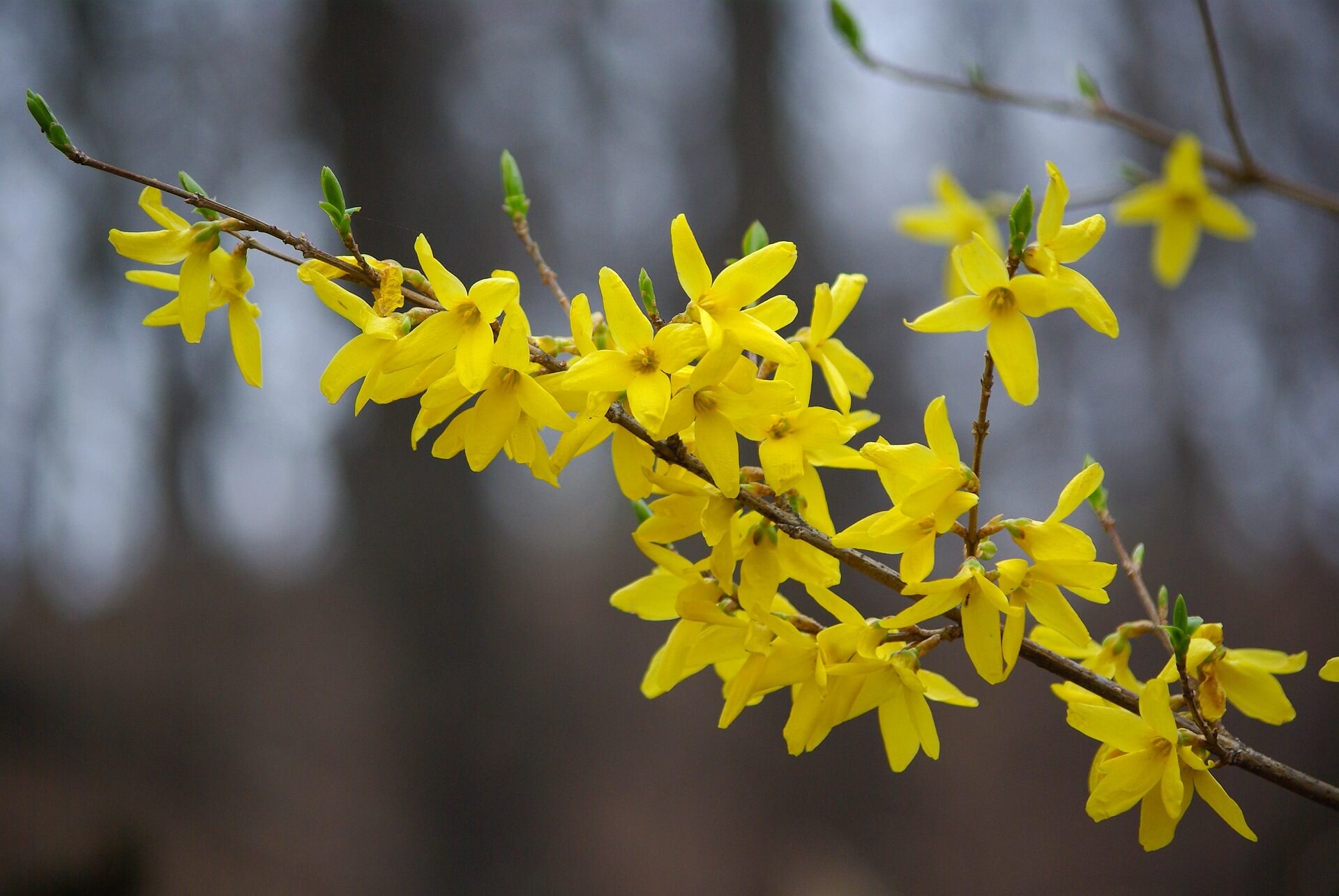 Photo: A forsythia branch in full bloom.