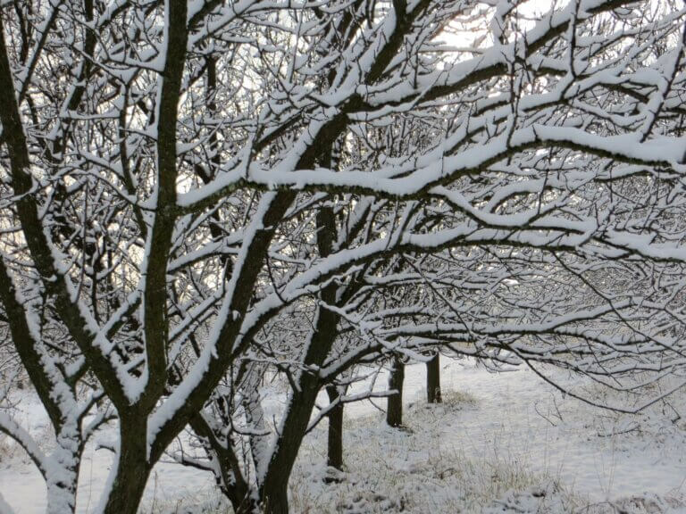 Photo: A row of trees at Country Pleasures Farm in about 1 inch of snow