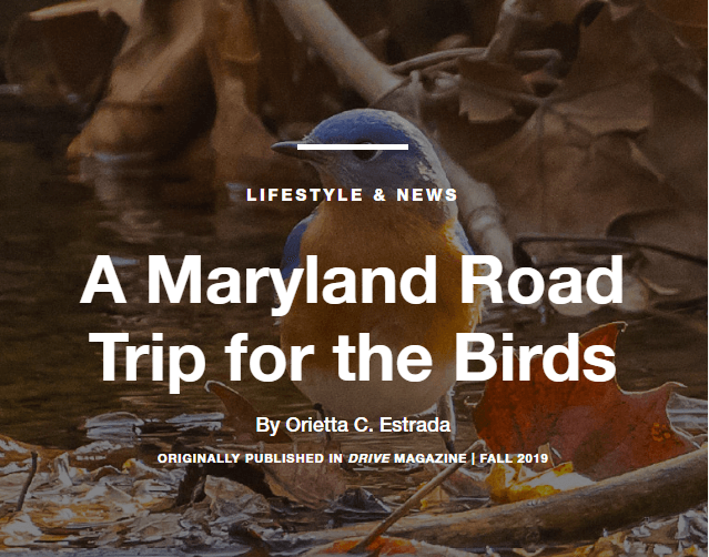 Text: A Maryland Road Trip for the Birds by Orietta C. Estrada in Subaru Drive Magazine