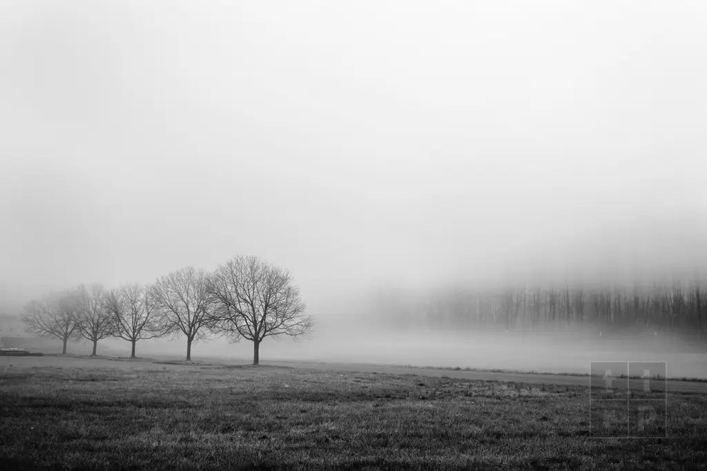 Photo: Light and shadow play along a tree line and field partially covered in dense fog. © Tracy Tousignaut Reed.
