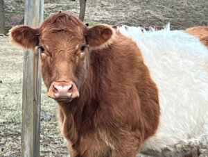 A brown and white cow at Country Pleasures Farm.