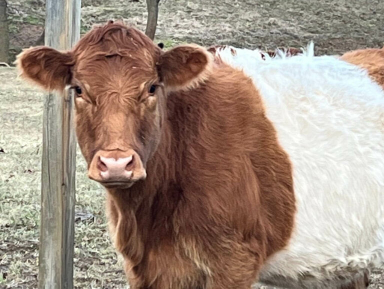 A brown and white cow at Country Pleasures Farm.
