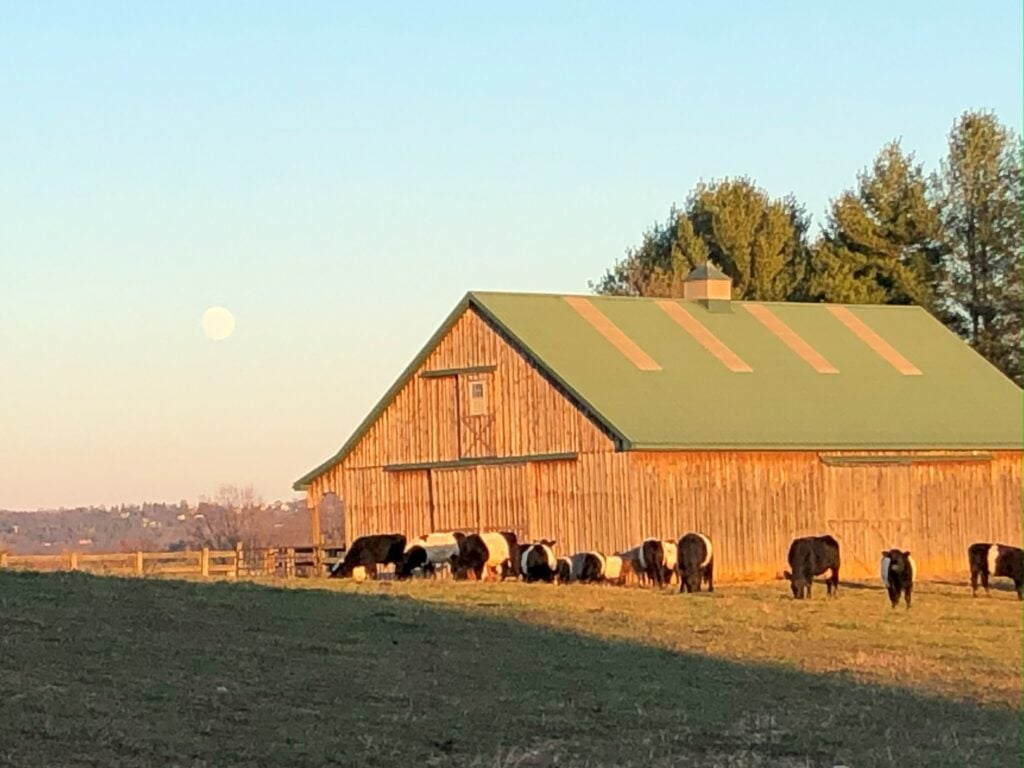 Country Pleasures Farm cow barn in morning sunshine with cows and a Full Moon