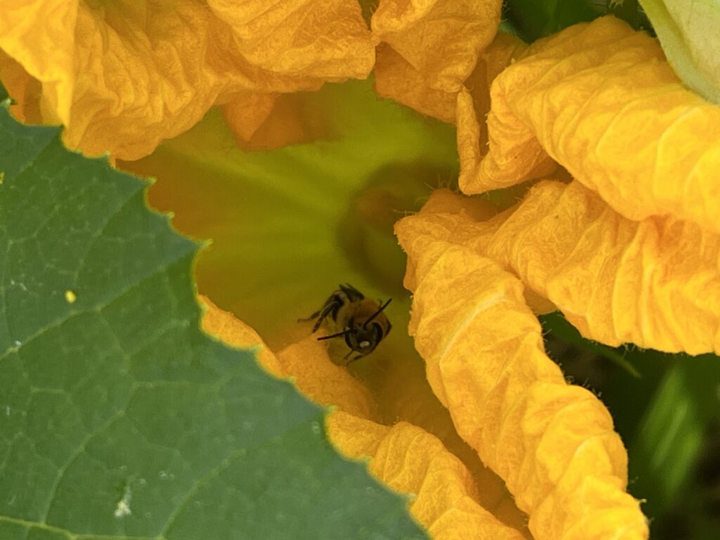 pollinator on a yellow squash flower