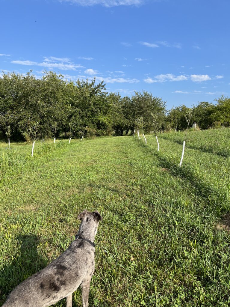 Aggie, a gray Willow Oaks farm dog, on patrol