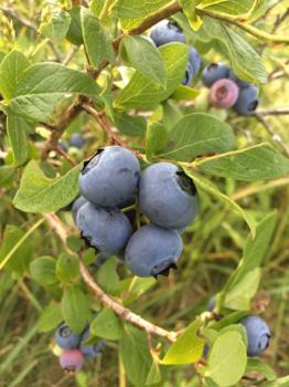 Blueberries on the bush