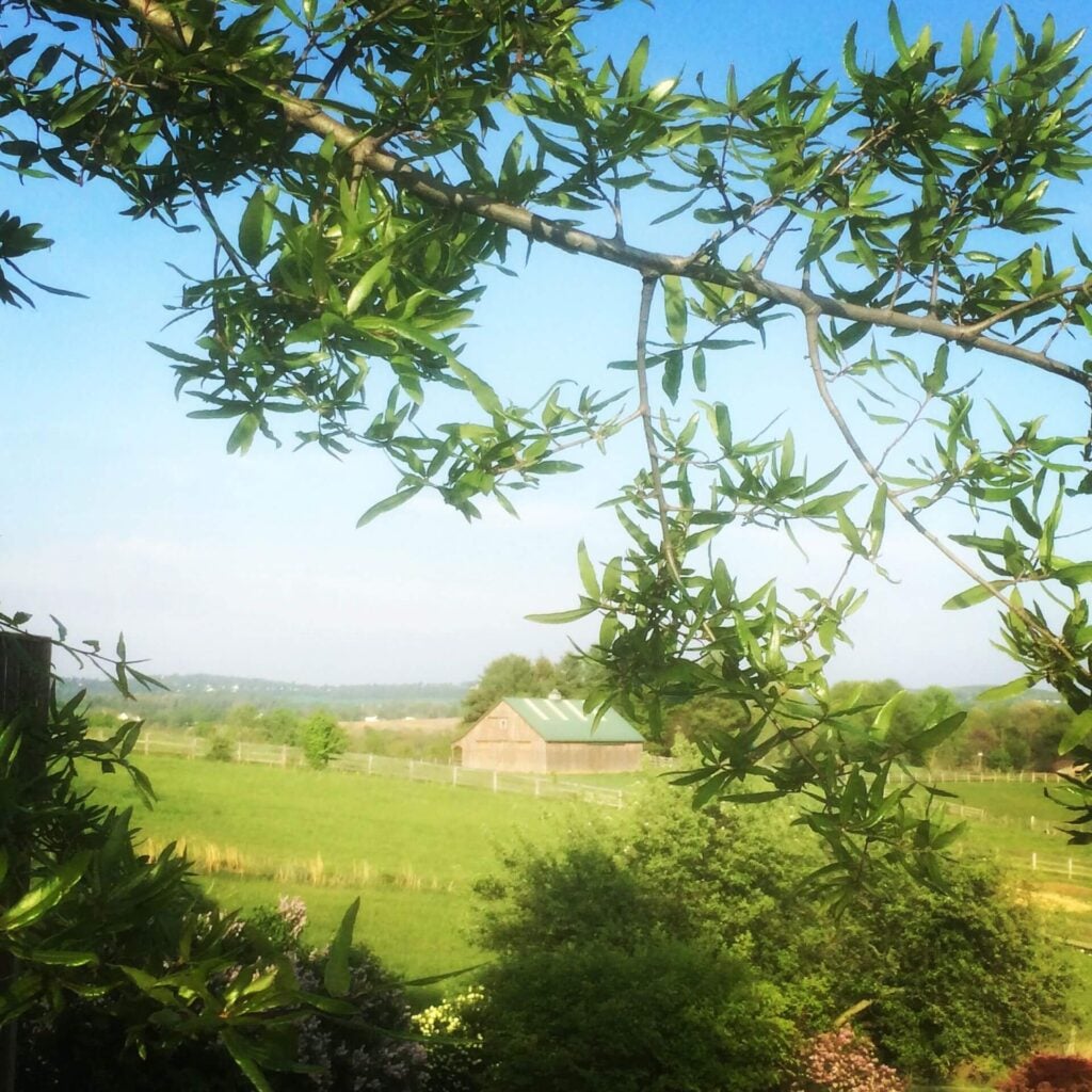 The barn at Willow Oaks craft cider, as seen through trees and across a field.