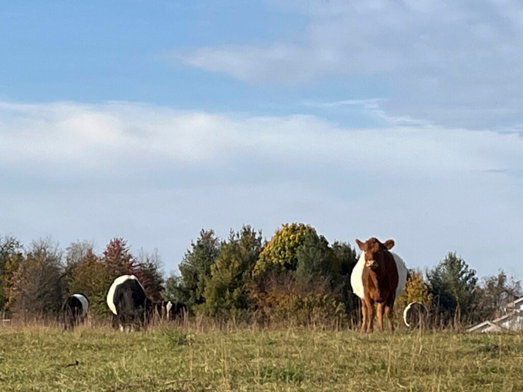 Cows in the pasture